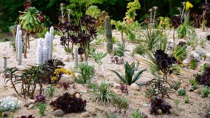 cactus garden growing in sand bed