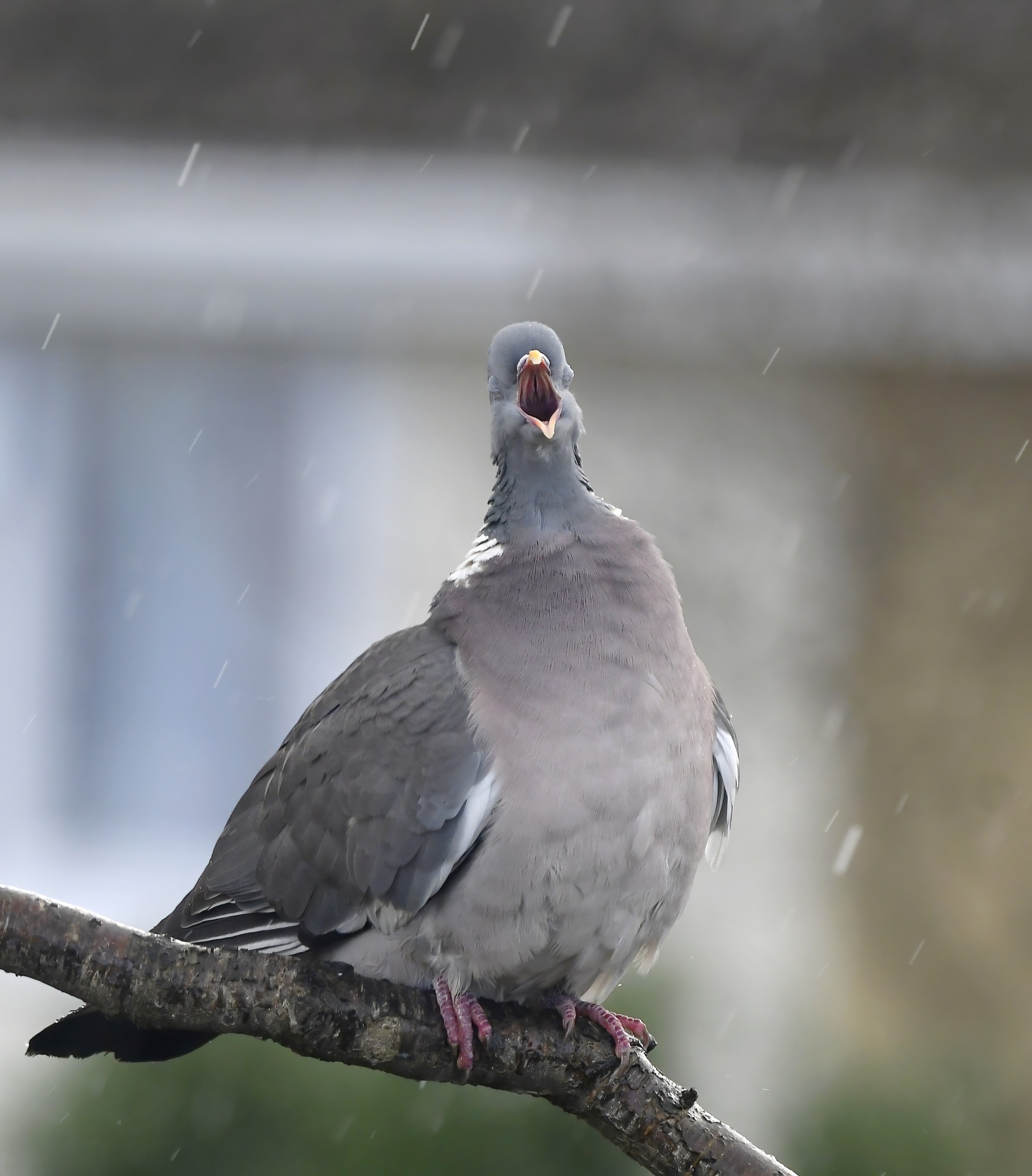 singing woodpigeon