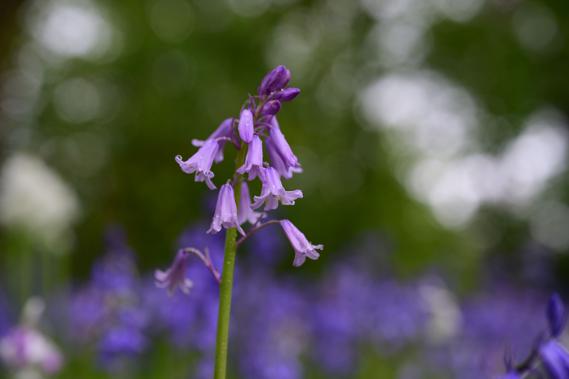 Nikon Z 70-200mm f/2.8 VR S II image gallery: closeup of bluebells in front of dappled light