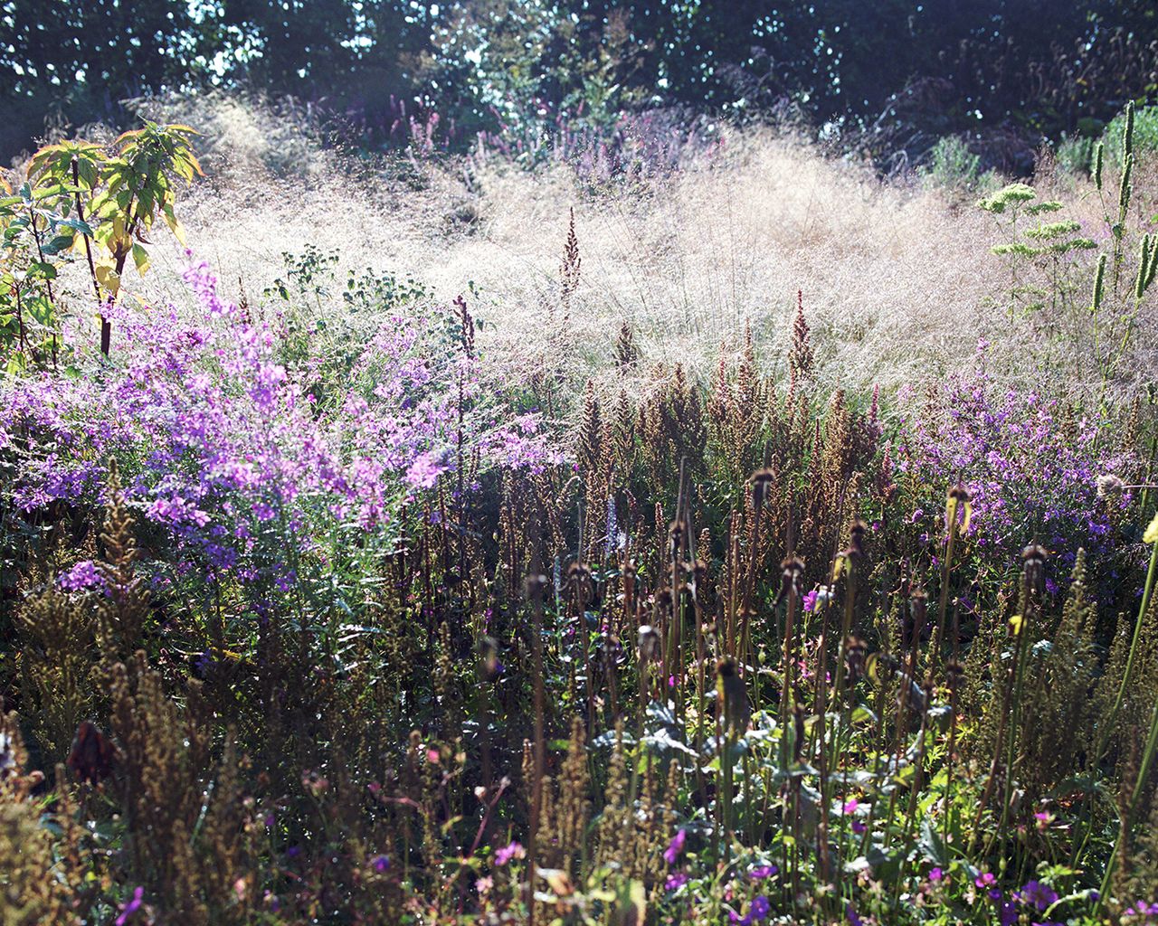 Purple flowers in a garden by Piet Oudolf in Hummelo