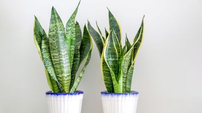 Snake plant