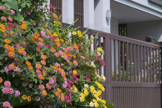 colorful Cloth of gold flower bush are blooming with blurred metal gate of modern house in perspective side view