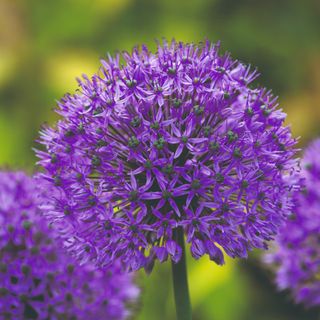 Close up of purple allium flowers in garden