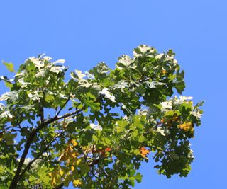 Oak tree, Quercus macrocarpa, with green foliage and blue sky