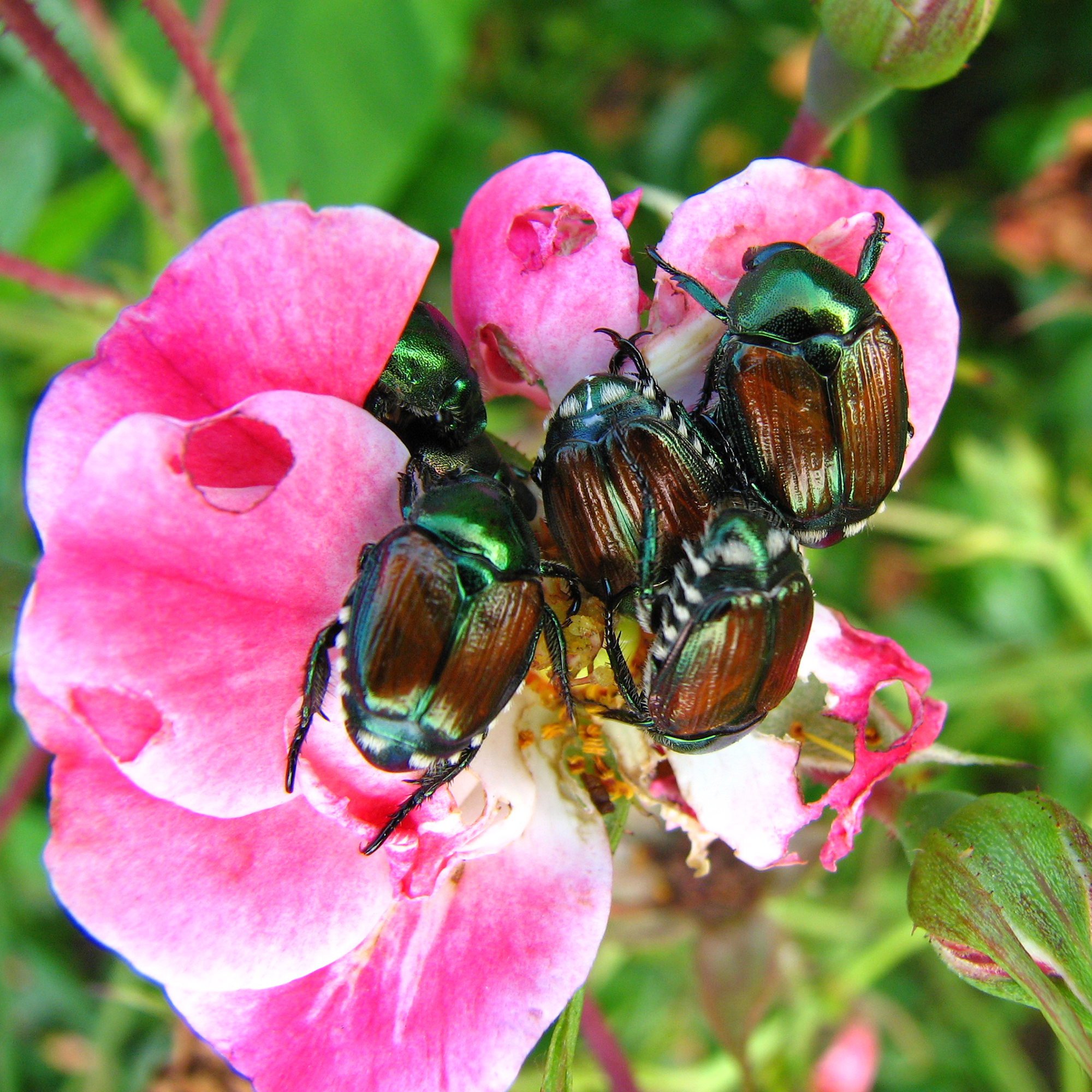 Japanese beetles feast on pink rose flower