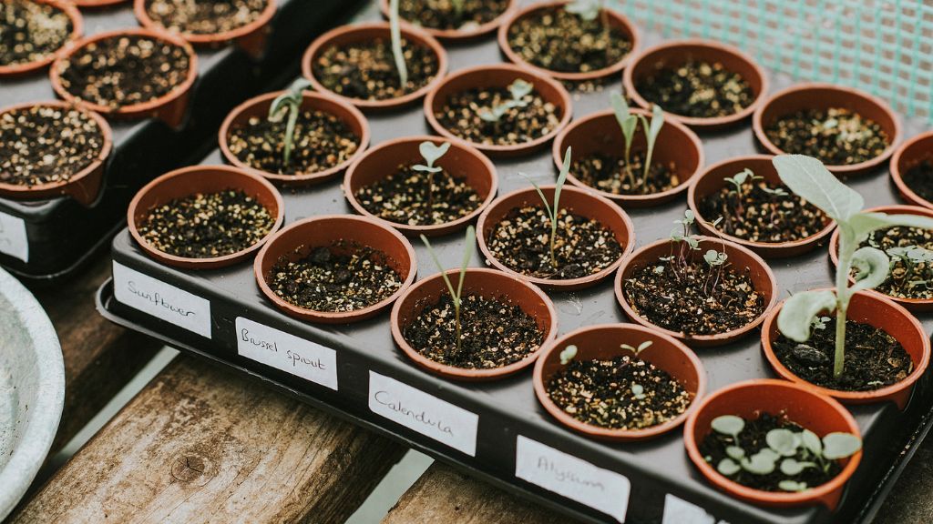 A tray of seedlings