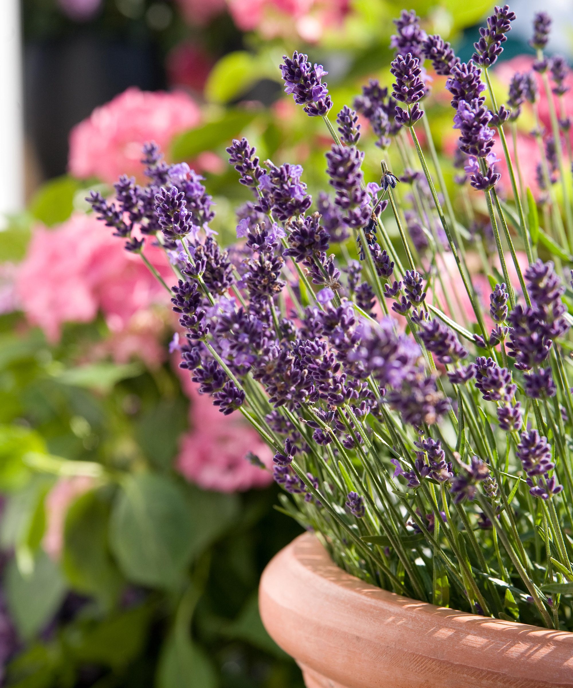 Lavender plant growing in a hot summer border