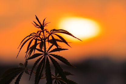 marijuana leaf with sun in background
