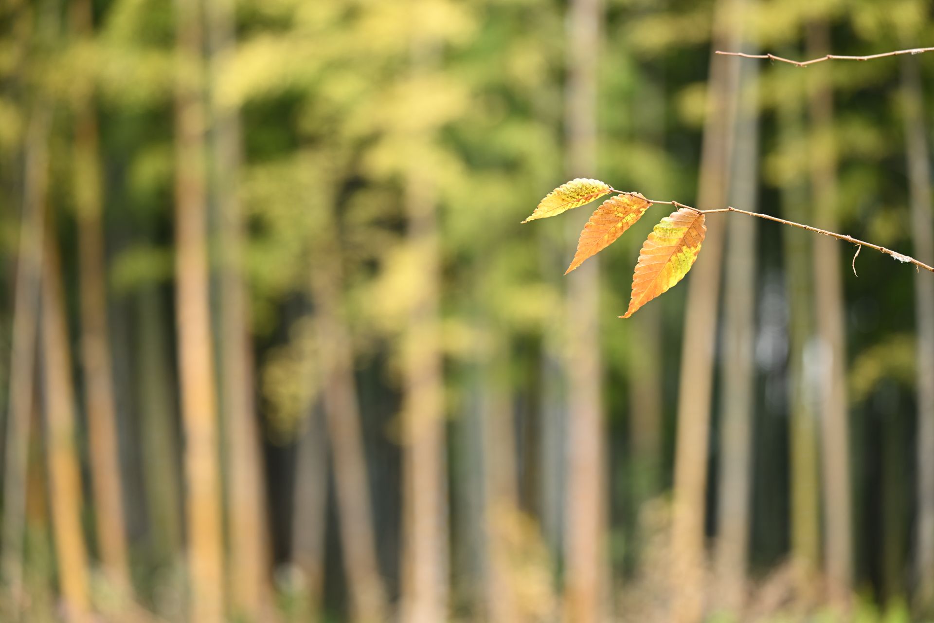 Sample image taken with Nikon Z 70-200mm f/2.8 VR S II