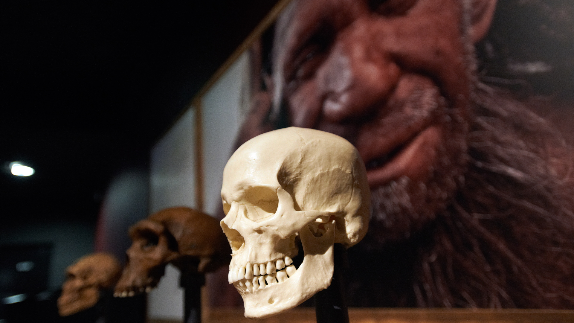 a human skull with a Neanderthal reconstruction in the background