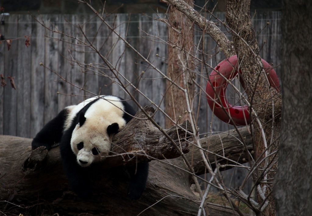 Bao Bao is leaving Washington D.C. for China today.