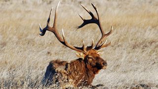 Bull elk in field