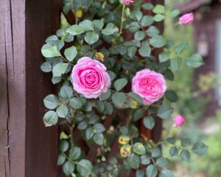 Pink climbing roses growing