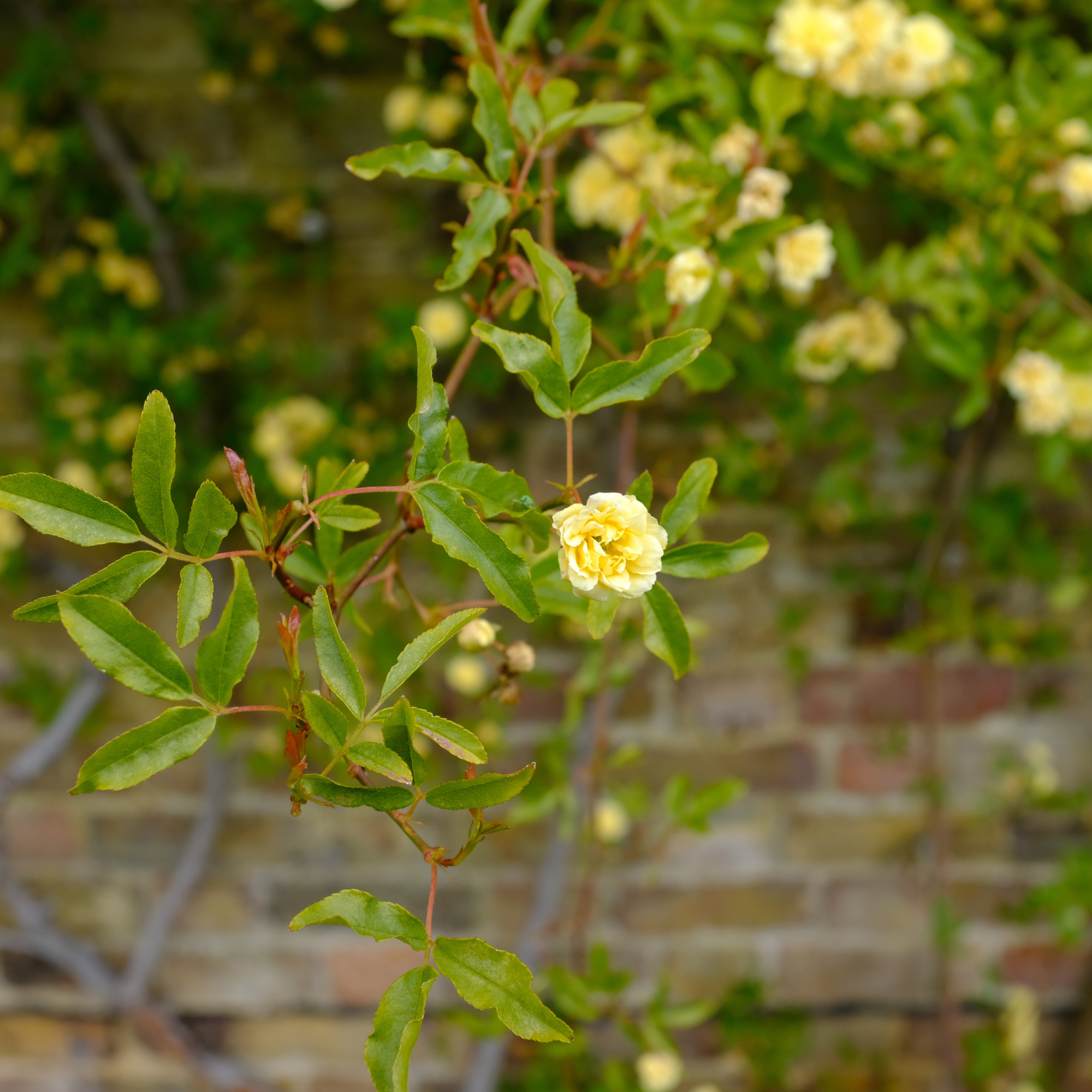 Small yellow rose (Rosa banksiae &amp;lsquo;Lutea&amp;rsquo;)