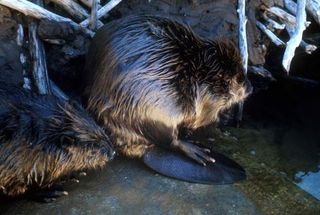 Not the offending beaver.