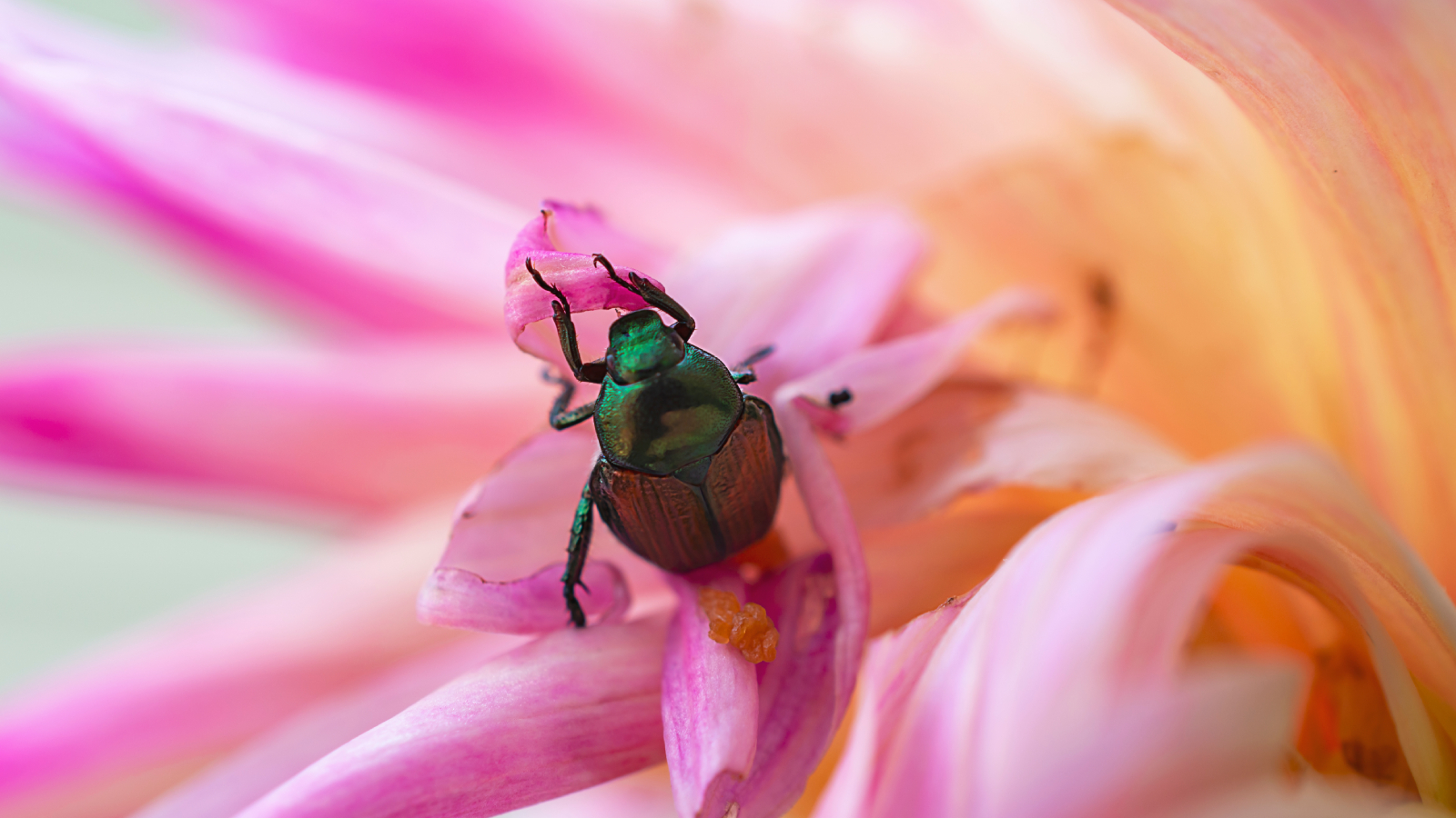 A green Japanese Beetle eating a pink Dahlia bloom.