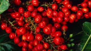 Guarana berries