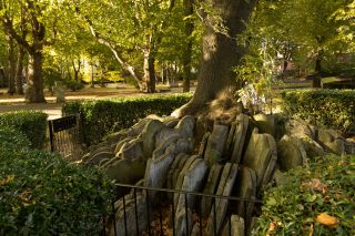 The Hardy Tree in in St Pancras Gardens