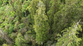 The tallest tree in asia pictured from above surrounded by forest