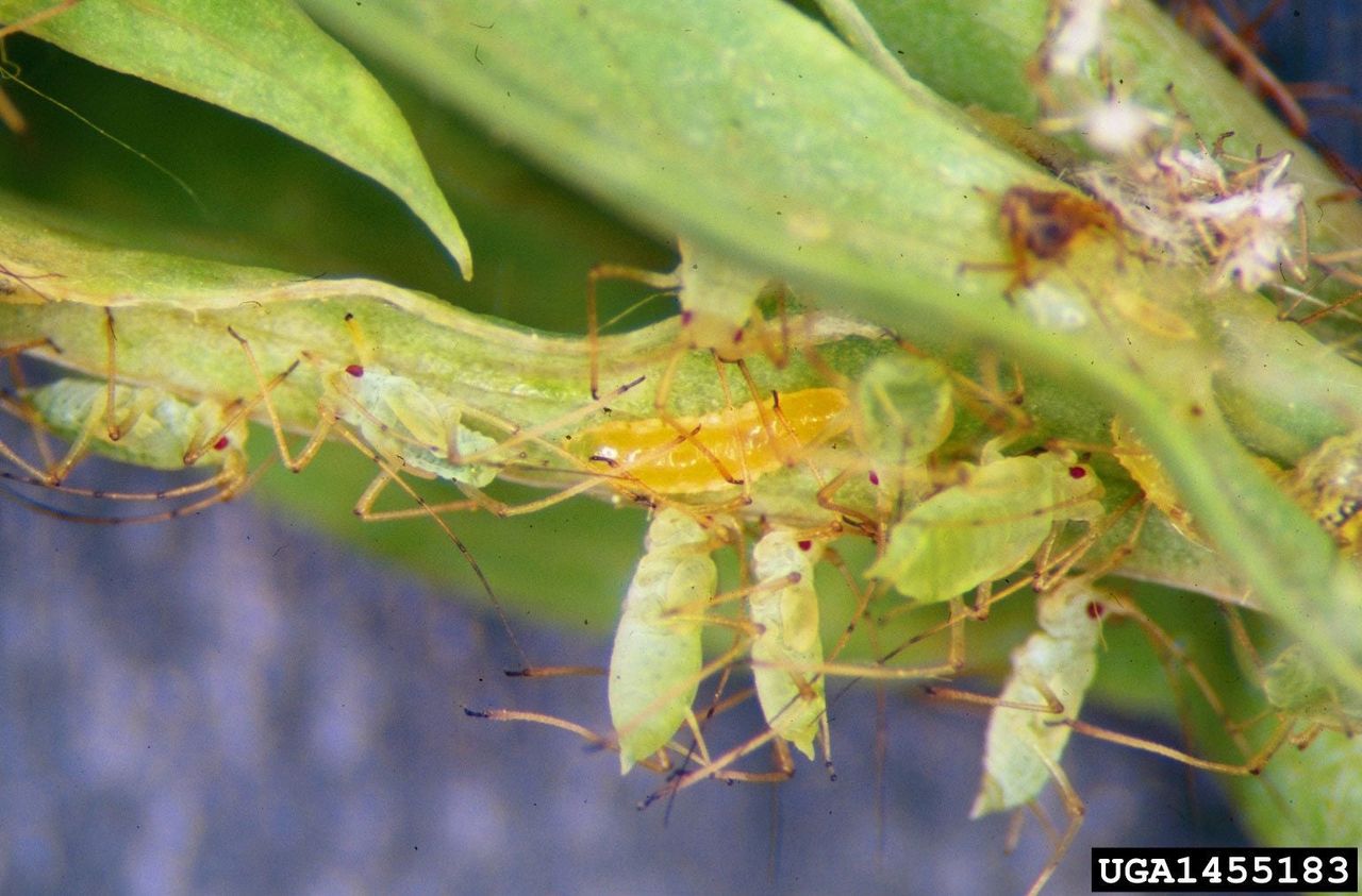 Aphid Midge Insects Crawling on Plant