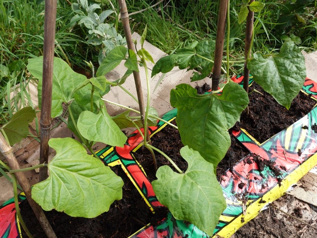 Bean plants growing out of three holes cut in a bag of potting soil