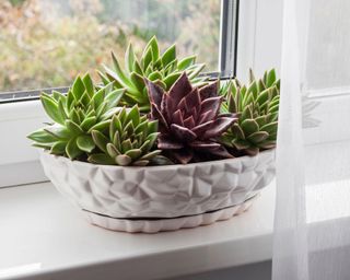 Echeveria succulent on windowsill - there are four greens and one purple in a geometric 3D patterned oven plant bowl