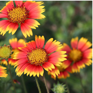 Everwilde Farms - 500 Indian Blanket Native Wildflower Seeds - Gold Vault Jumbo Bulk Seed Packet