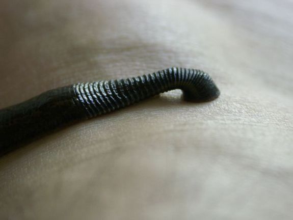 The leech: The next tool in wildlife conservation research?