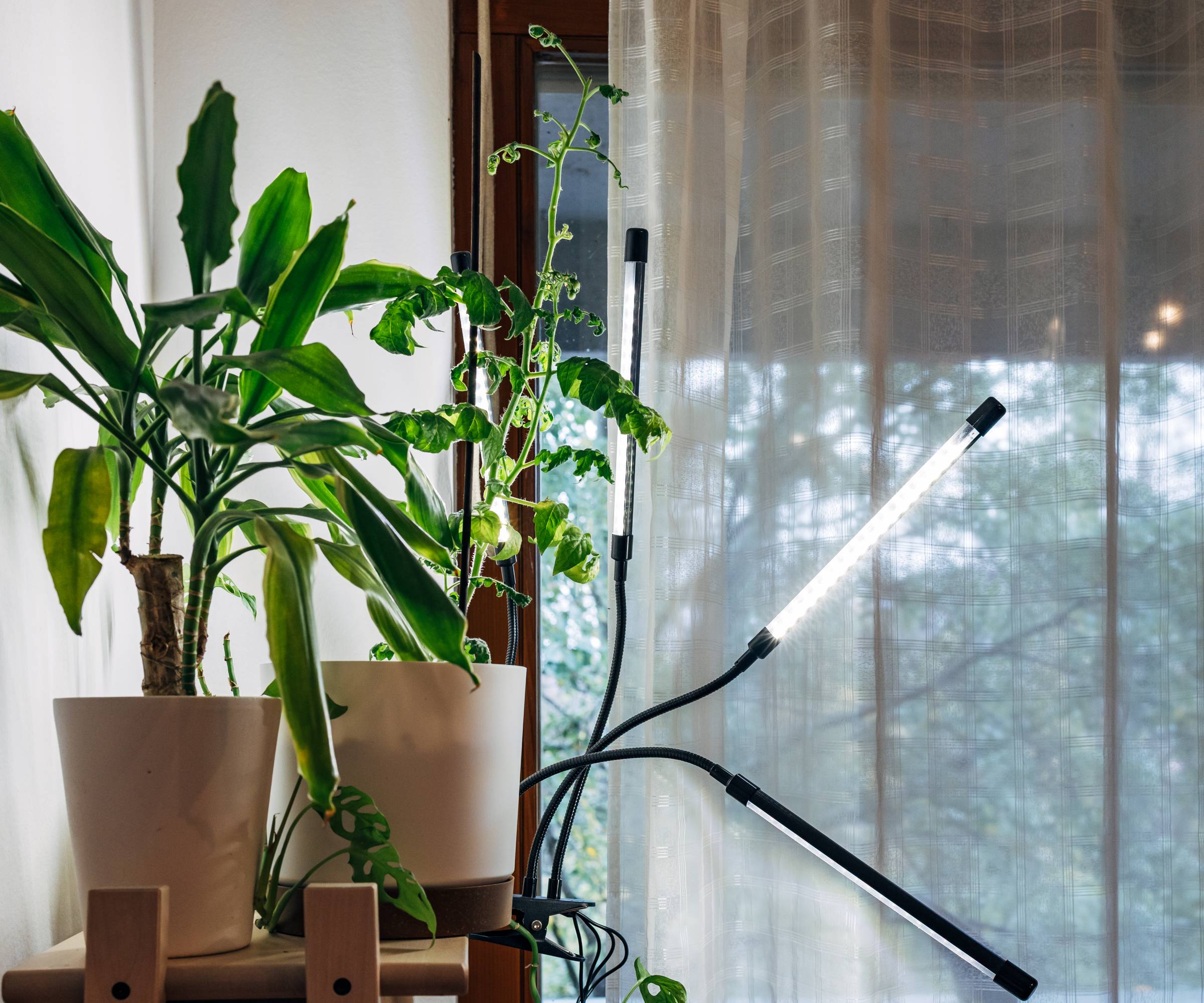 Houseplants and a tomato growing next to grow lights