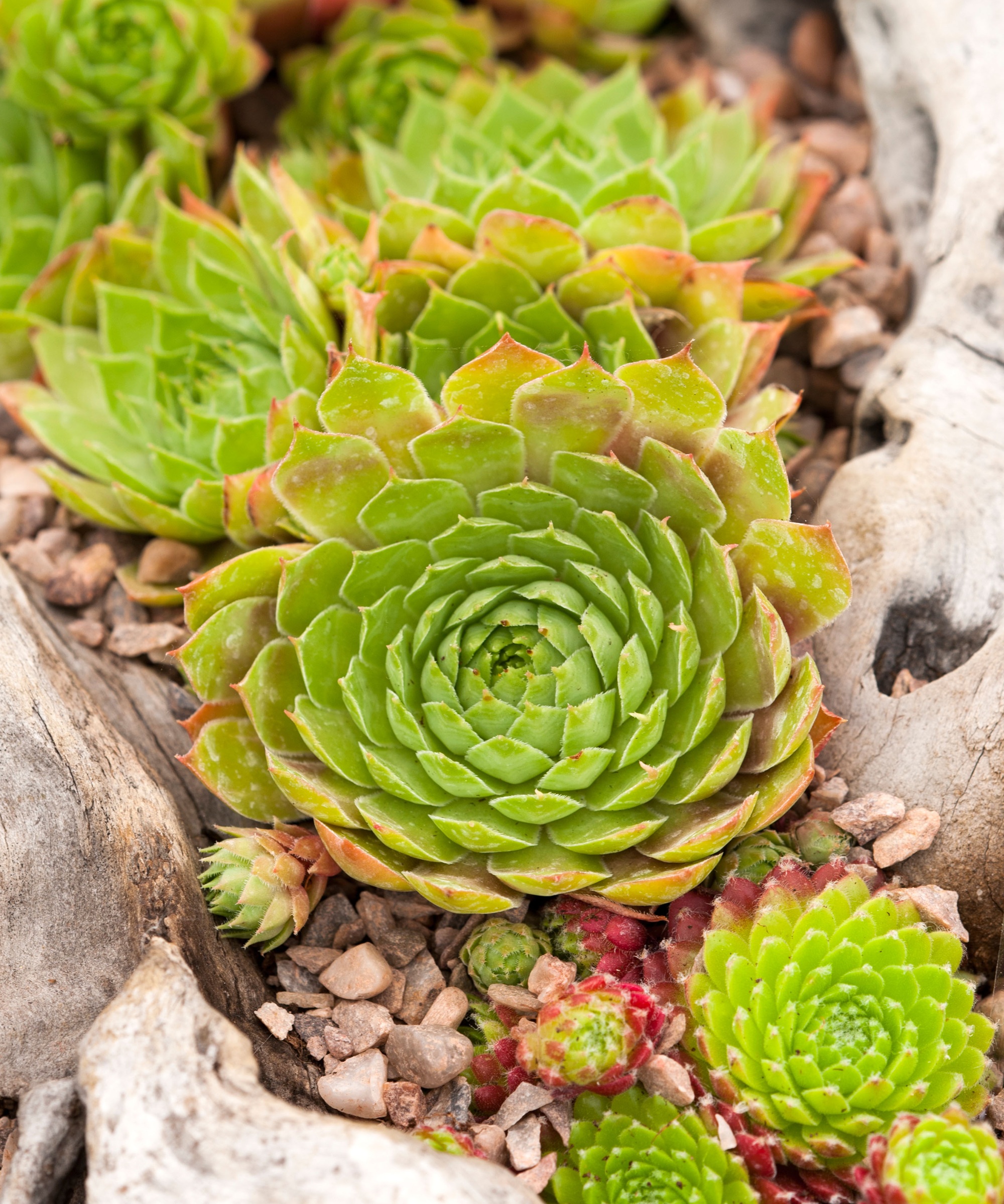Sempervivum 'Jester'