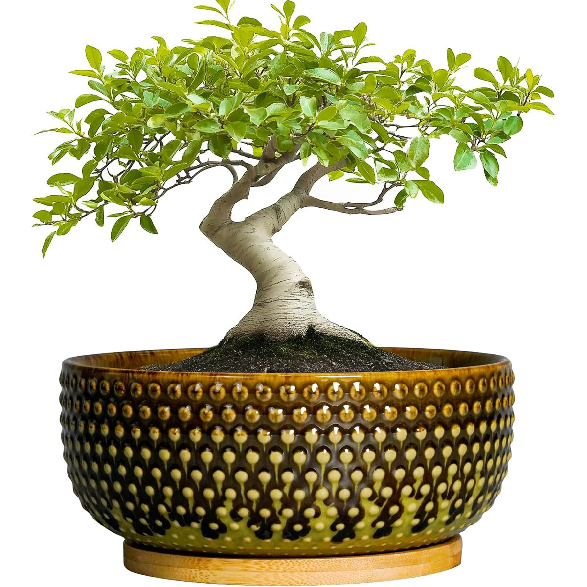 Primrue 8" Bonsai Pot Ceramic Brown &amp;amp; Green With Drainage &amp;amp; Tray | Wayfair