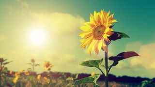 Best light therapy lamps: A sunflower photographed in bright sunlight to evoke happiness