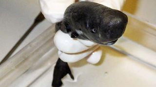 American pocket shark was discovered in the Gulf of Mexico in 2010.