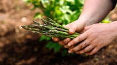 A gardener holding freshly-picked asparagus spears