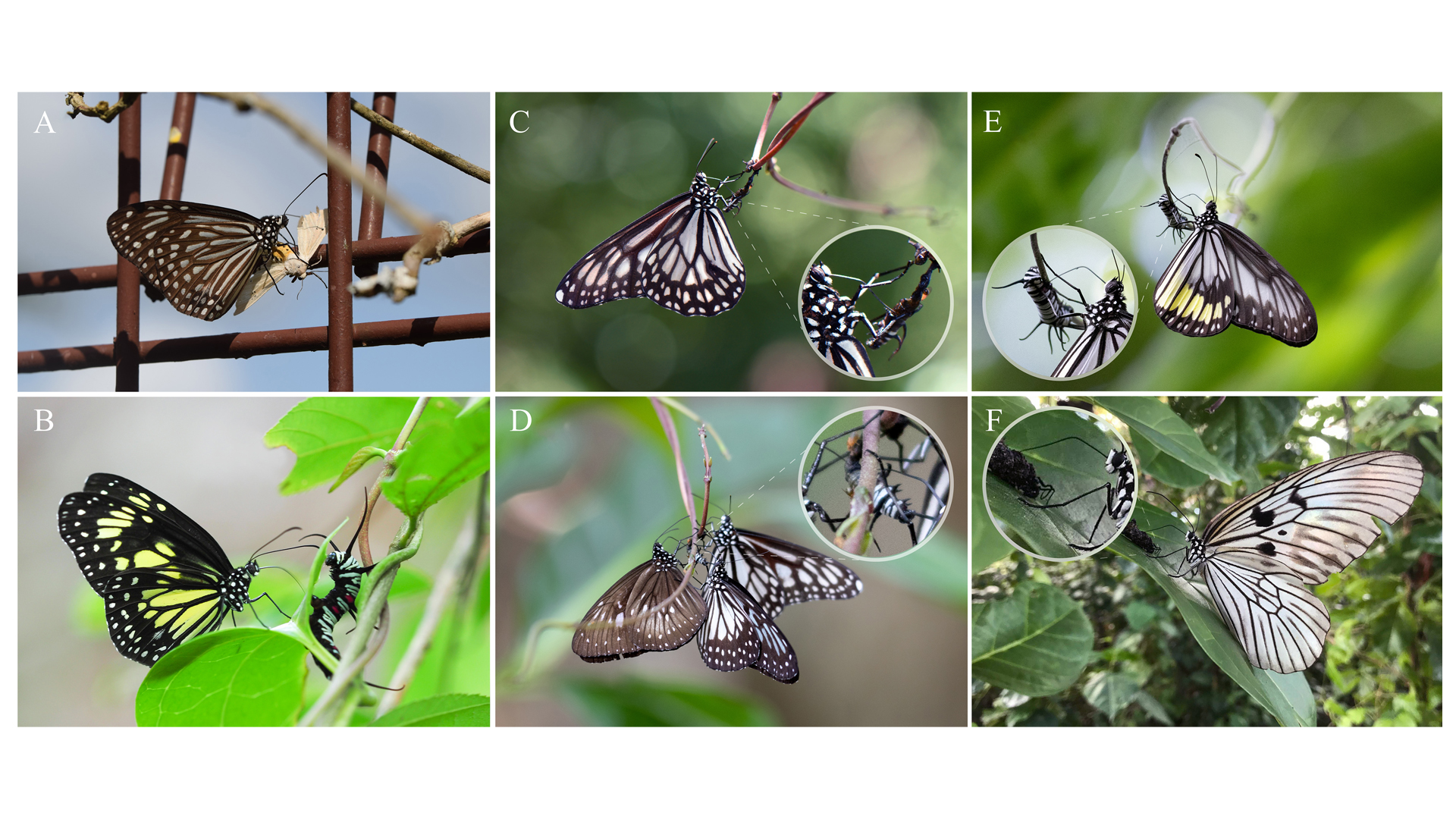 Danainae butterflies drink from dead and living caterpillars. A: Parantica agleoides agleoides feeding on an arctiine moth carcass in Singapore. B to F: Various species of danaine observed in Tangkoko Batuangus Nature Reserve, North Sulawesi scratching and imbibing from living and dead caterpillars of Idea blanchardii blanchardii. Caterpillars are dead in panels C, D, and F, but alive in B and E.