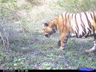 An adult male tiger photographed on March 13, 2013, in Kerala shortly after eating a gaur, an Indian bison. 