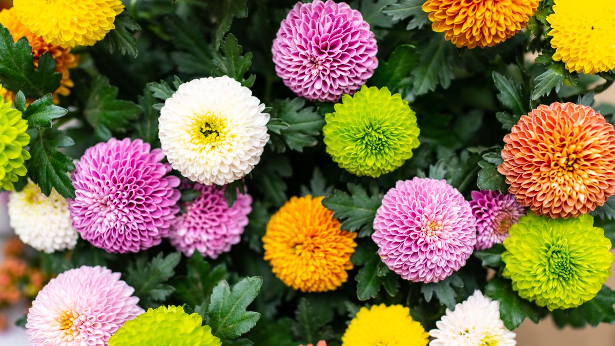 How to Grow Chrysanthemums  BBC Gardeners World Magazine