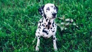 Dalmatian sitting on the grass - one of the friendliest dog breeds