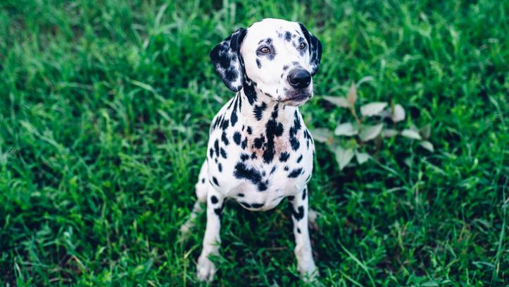 15 playful dog breeds that make the best companions | PetsRadar