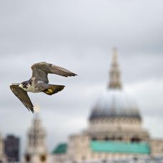 Peregrine falcon infront of St Paul's