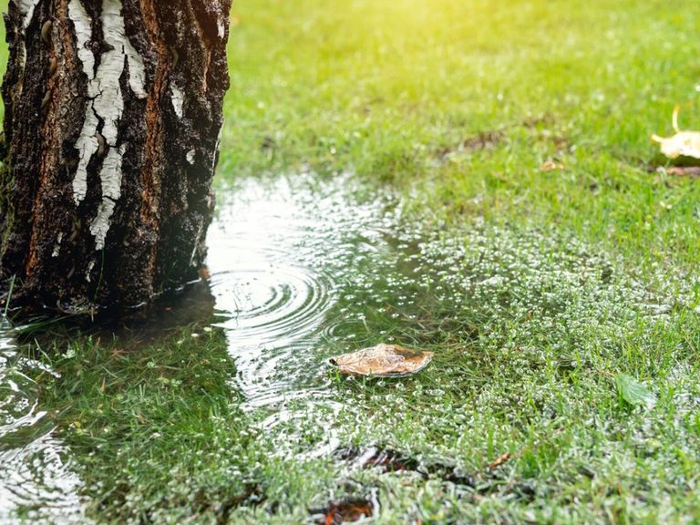 Stormwater Runoff Solutions To Stop Flooding In Your Yard | Gardening ...