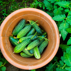Fresh cucumbers in terracotta pot