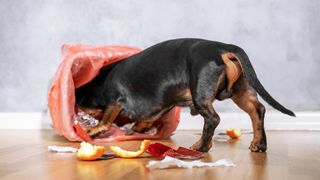 Dachshund in trash can