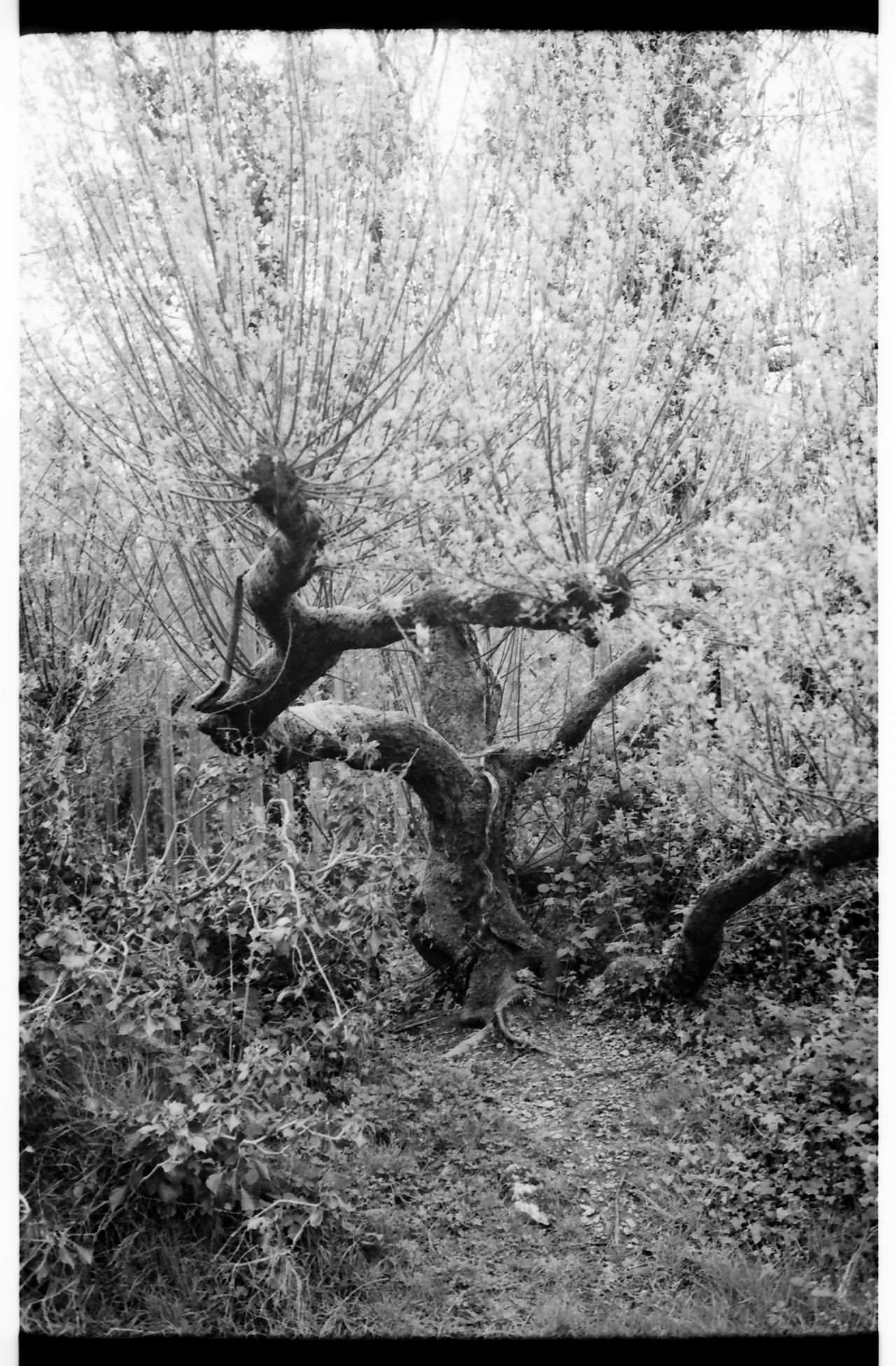 Leica MP image samples