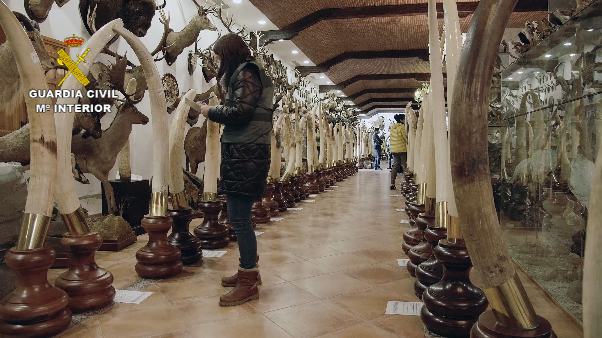 A row of ornate ivory tusks on display.
