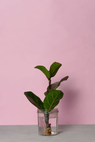 A fiddle leaf fig cutting in water