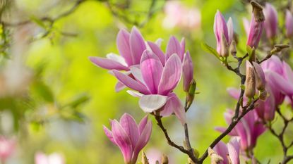 Pink magnolia blooms in a sunny spring garden