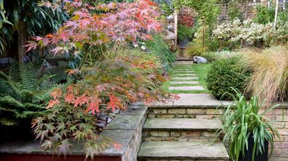 small urban garden in autumn with steps leading up to a lawn