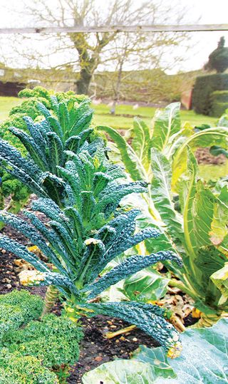 kale outside in winter in how to grow kale
