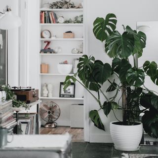 Monstera plant in a white planter on the floor in a white living room